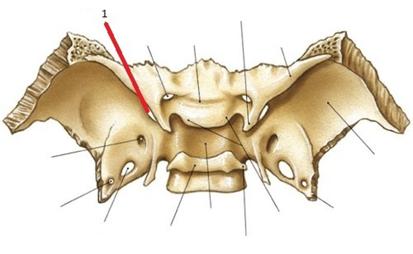 <p>The open spaces between the inferior surfaces of the lesser wings and the anterior surfaces of the greater wings</p>