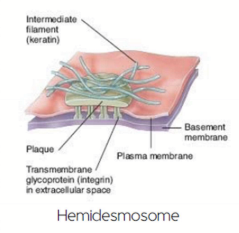 <p>They form intracellular plaque, bind to intermediate filament cytoskeleton, and bind to integrins</p>