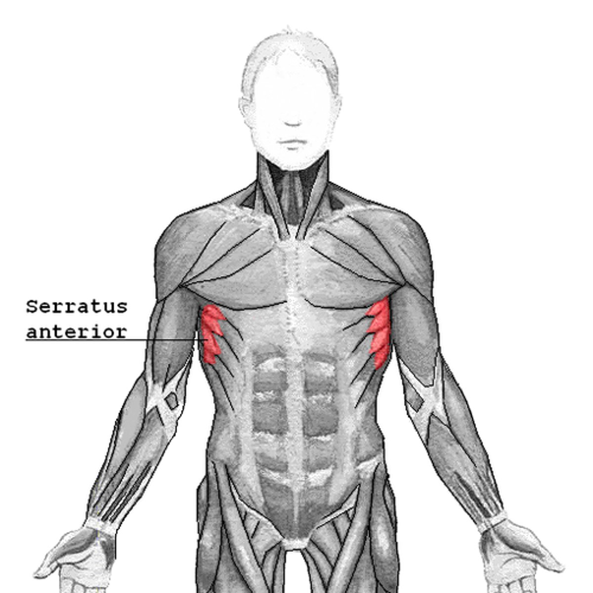 <p>Stabilizes and rotates the scapula (boxing muscle)</p>