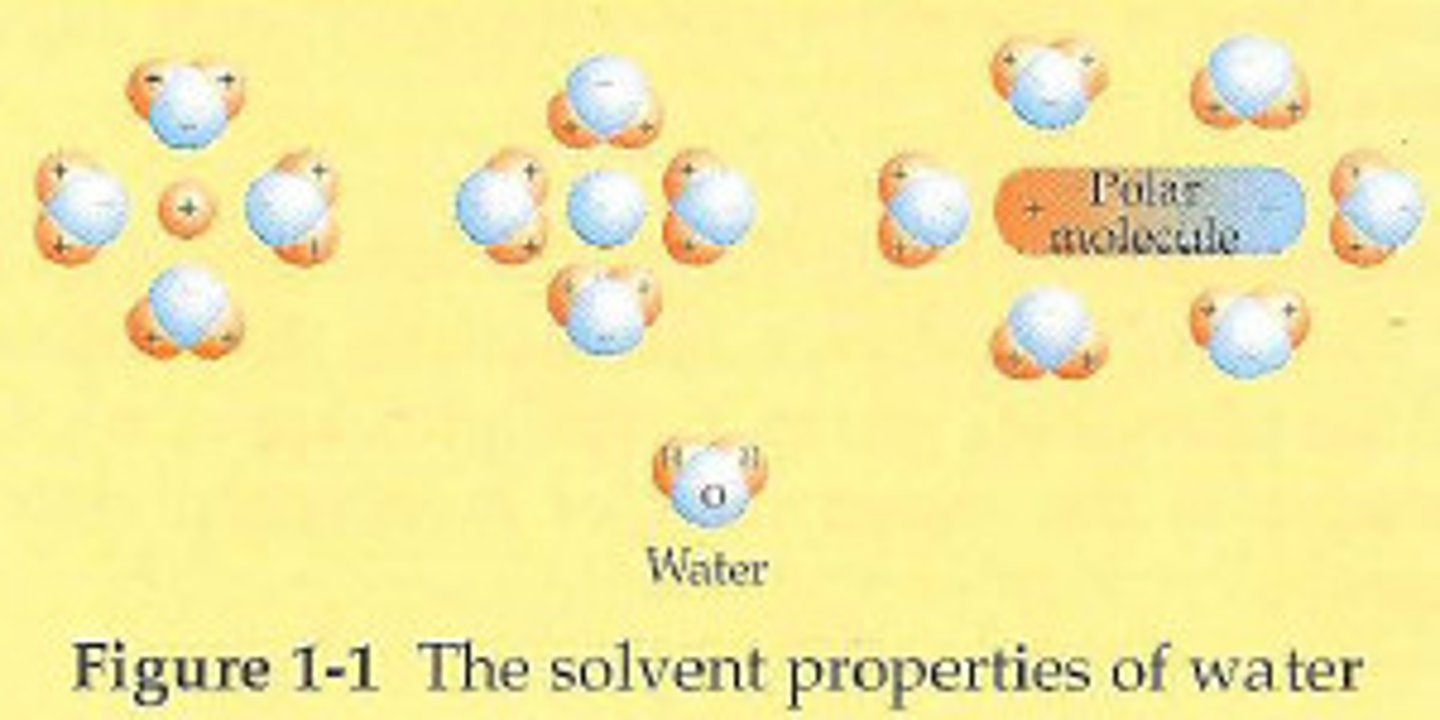 <p>Polar molecules can form hydrogen bonds with water.</p><p>The slight positive charge (δ+) of of water hydrogen atom is attracted to the negatively charged region of the solute.</p><p>The slight negative charge (δ-) of of water oxygen atom is attracted to the positively charged region of the solute.</p>