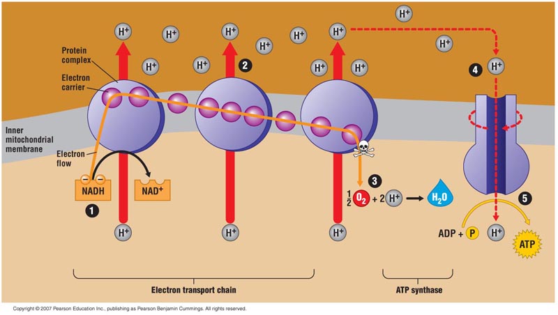 <ul><li><p>Series of electron carrier molecules that shuttle electrons during redox reactions, releasing energy used to make an electrochemical gradient</p><ul><li><p>NADH &amp; FADH2 shuttle electrons to the ETC, regenerating into NAD+ &amp; FAD+</p></li><li><p>Electron carriers pass electrons down the staircase to O, the final electron acceptor, forming H2O as it takes up H+</p></li></ul></li><li><p>Most of the ATP produced by cellular respiration is generated by this process</p></li><li><p>Located in the inner membrane of the mitochondria</p></li></ul>