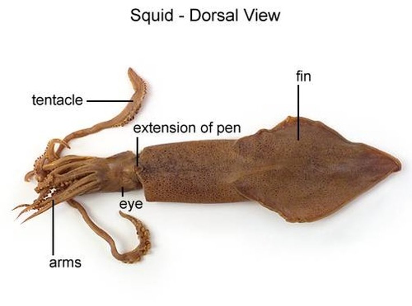 <p>of, on, or relating to the upper side or back of an animal, plant, or organ.</p>