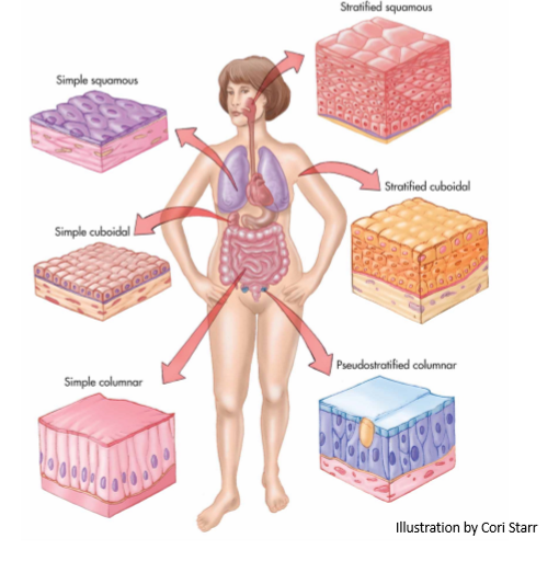 <p>gatekeeper to what gets in the body. has high selectivity. the primary barrier to absorption. to exert their effects, drugs must first pass through the cell membrane through paracellular or transcellular transport</p>