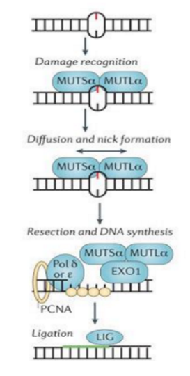 <ul><li><p>single base mismatch&nbsp;</p></li><li><p>insertion / deletion</p></li></ul><p></p>