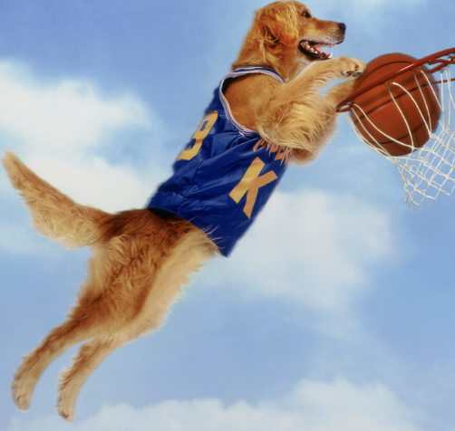 <p>Manufacturer (Air Bud)</p>