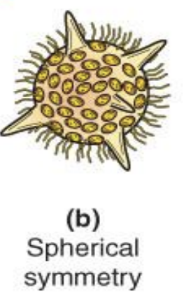 basically round w/ its parts concentrically arranged around a central point.