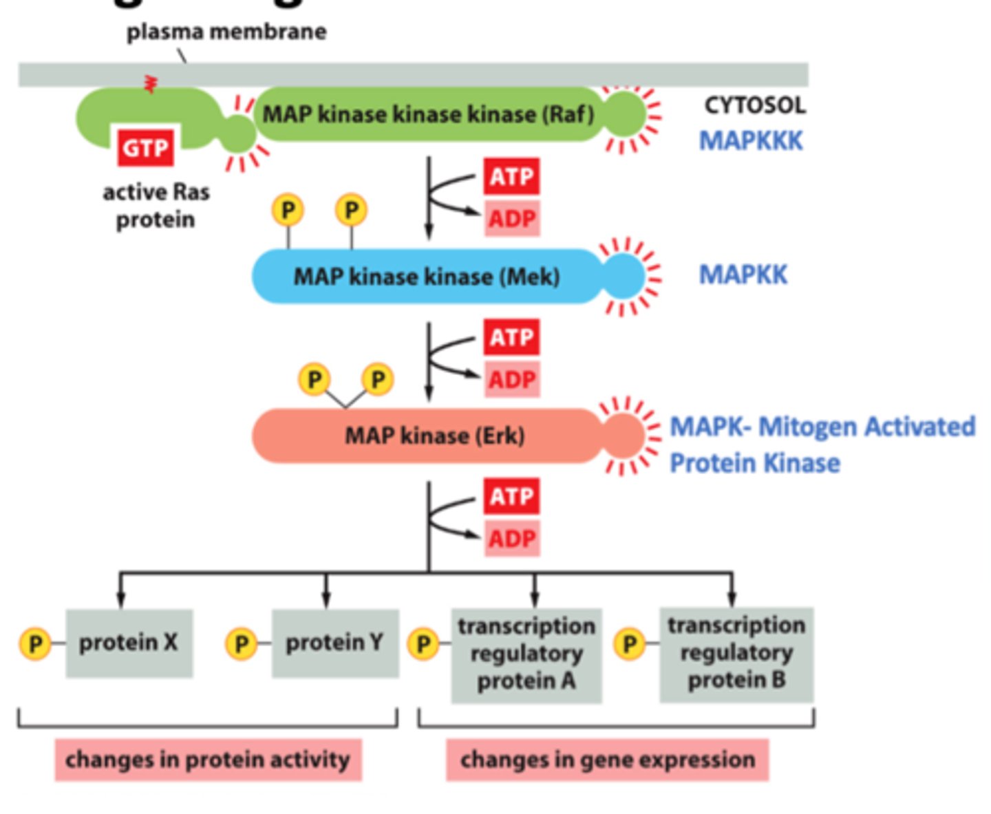 <p>activate MAP kinase</p>