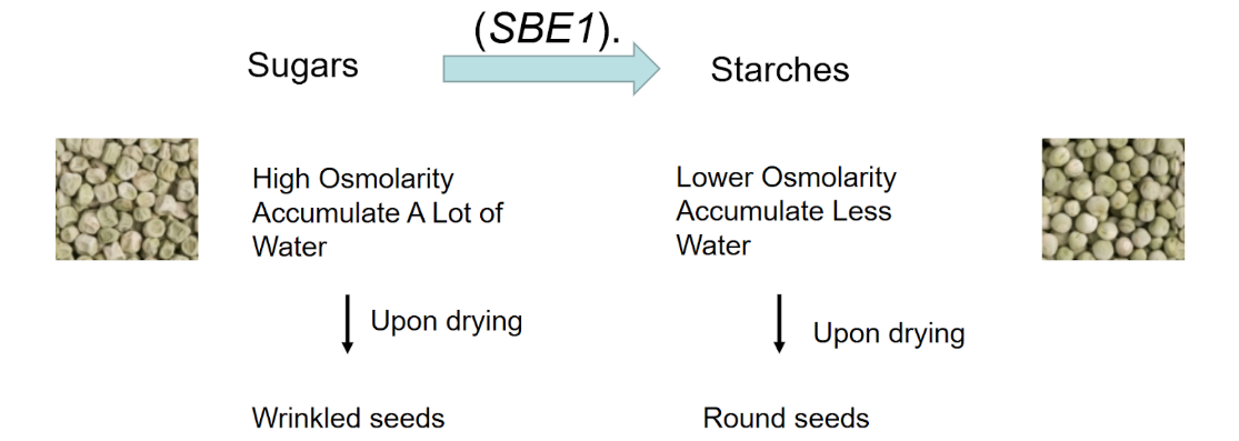 <ul><li><p><span style="background-color: transparent;">Because round ones have lower osmolarity to start with, they have less water to lose meaning they maintain a more round shape </span></p></li><li><p><span style="background-color: transparent;">Because wrinkled ones have higher osmolarity to start with and they have more water to lose, the loss of water causes a more noticeable physical effect. </span></p><ul><li><p><span style="background-color: transparent;">Wrinkled peas are homo for an insertion in the SBE1 coding sequence that disrupts the function of the gene that converts the sugar to starches </span></p></li><li><p><span style="background-color: transparent;">Means that they have no functional starch branching enzyme, because the sugars can’t get converted into starches they just have sugars </span></p></li><li><p></p></li></ul></li></ul><p></p>
