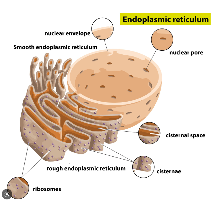 * System of membranes containing fluid filled cavities, cisternae, that are continuous with nuclear membrane 
* Coated with ribosomes 