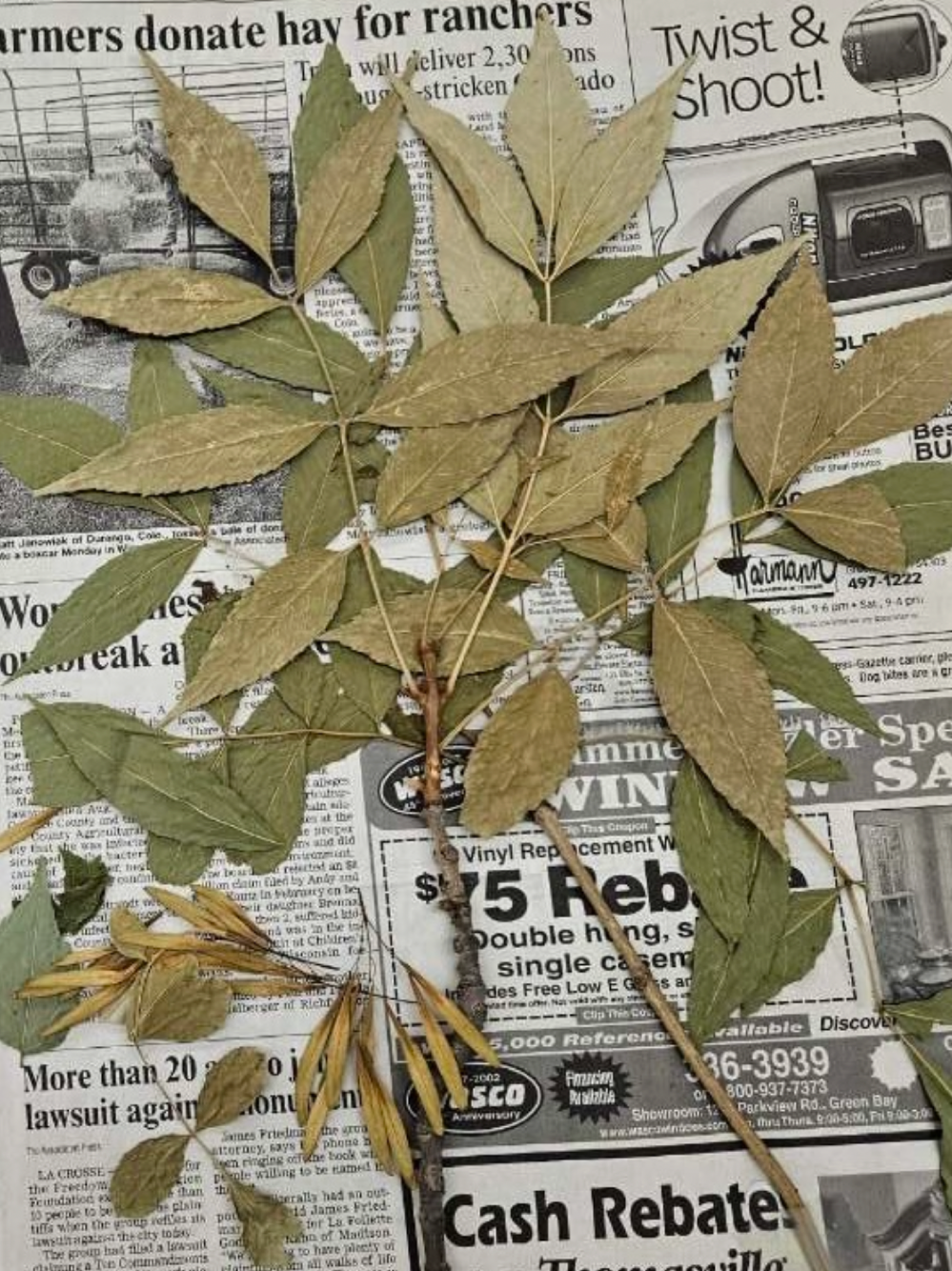 <p>plant?</p>