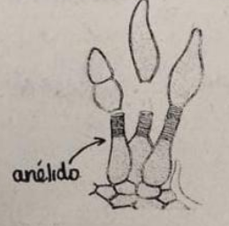 <p>celula conidiogenica especializada asexual</p>