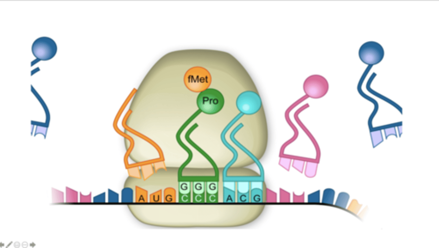 <p>What is the sequence of the anticodon, from the 3' to 5' end, of the tRNA in the A site?</p>