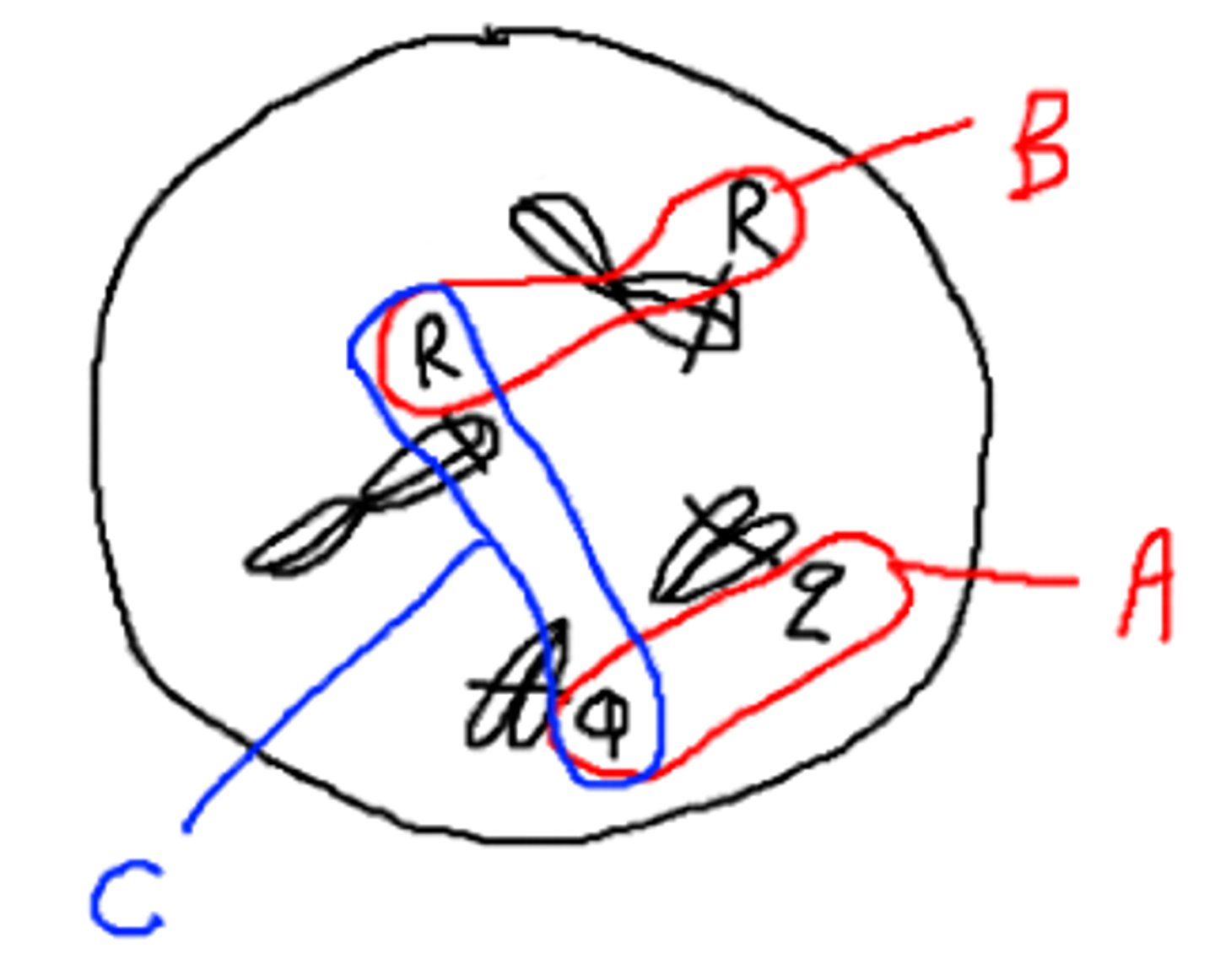 <p>In the diagram below, which represents two different alleles of the same gene: A, B, or C?</p>