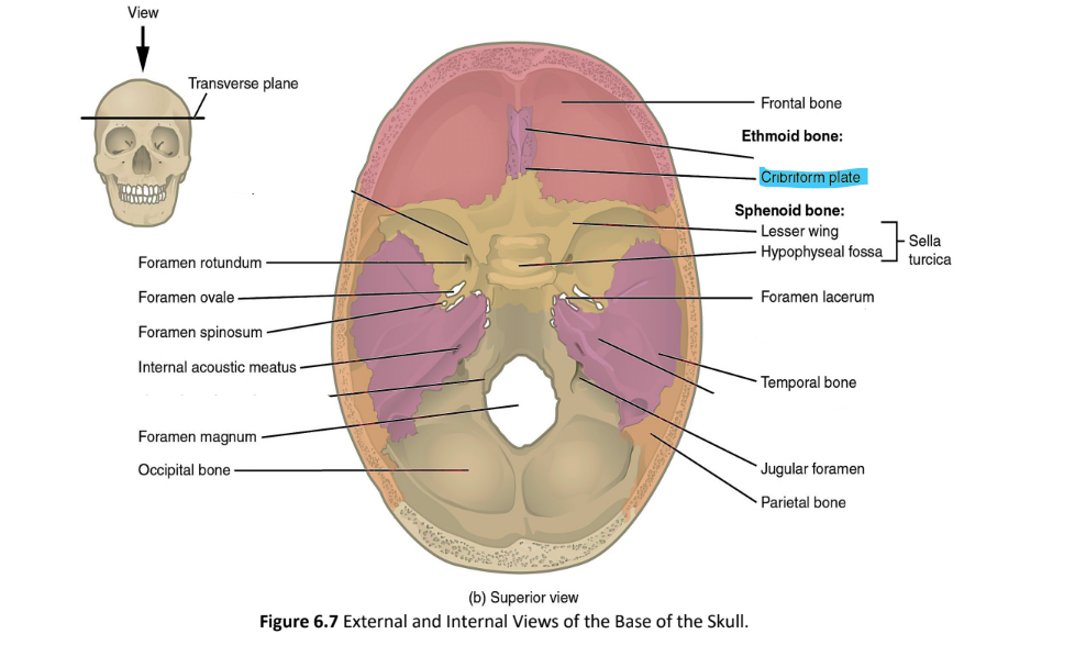 <p>cribriform plate</p>