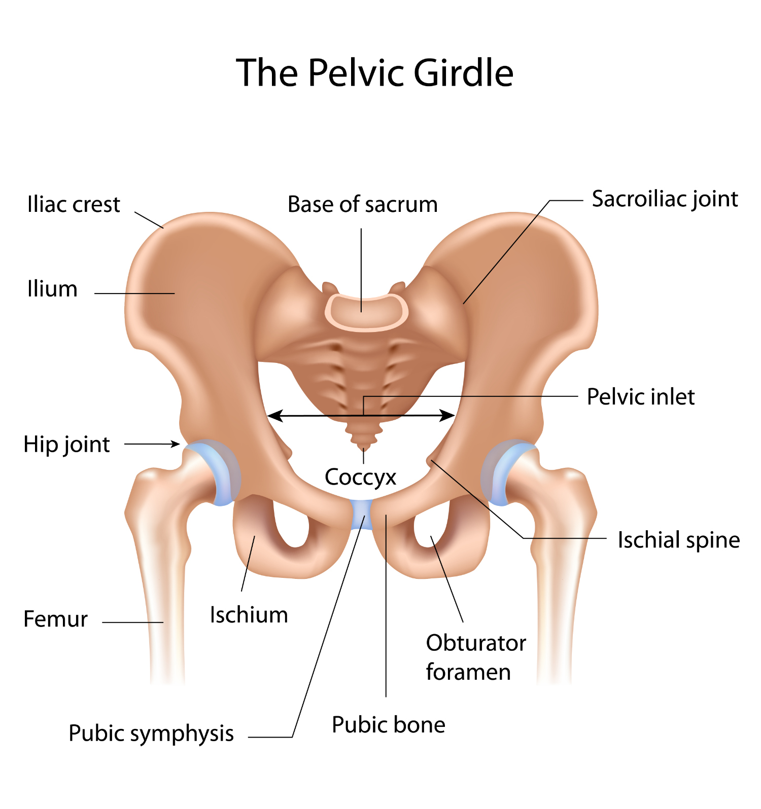 <p>Which three pairs of bones fuse to form the <strong>pelvic girdle (đai chậu)</strong>?</p>