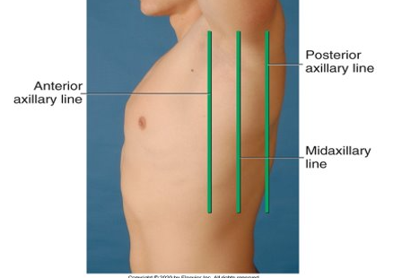 <p>runs down the front side of the lateral position</p>