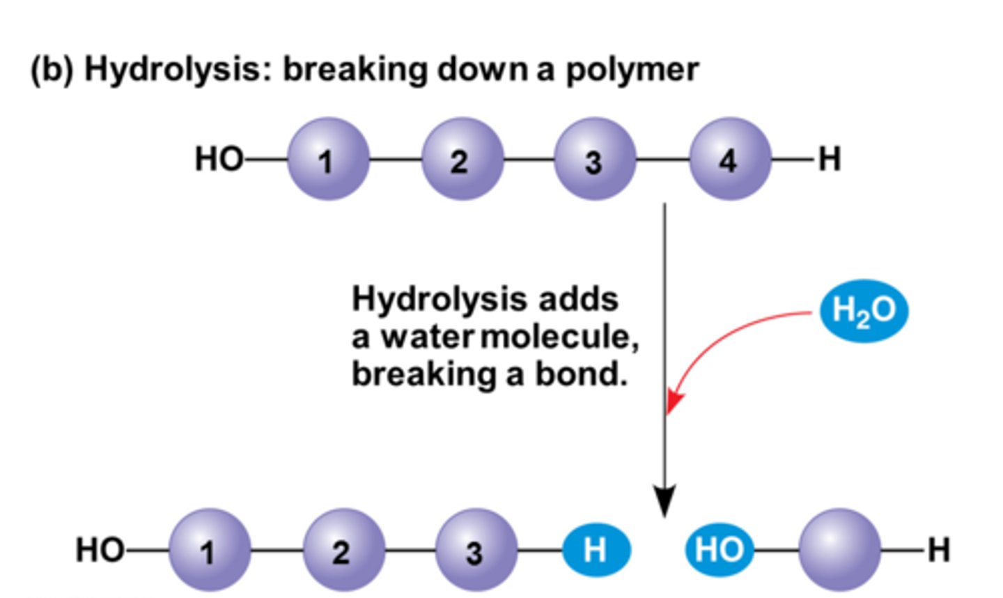 <p>Breaking down complex molecules by the chemical addition of water</p>