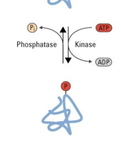 <p>a reversible post-translational modification that regulates protein function</p><ul><li><p>causes conformational change in proteins that either activate (top) or inactivate (bottom) the protein’s function</p></li></ul><p></p>