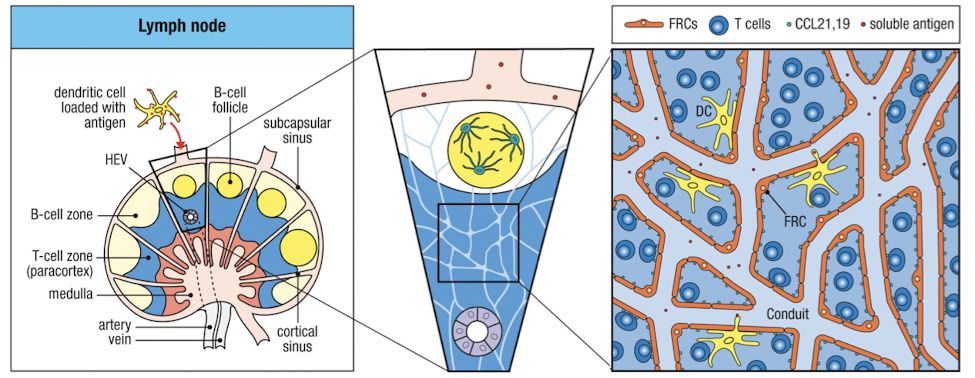 <p>FRC - fibroblastic reticular cell; those in T cell zone facilitate interactions of T cells and dendritic cells</p><ul><li><p>FRCs make conduits</p></li><li><p>CCL19/21 are present on surface of FRC network</p></li><li><p>DCs and T cells express CCR7, attracted to/crawl on FRC</p></li><li><p>free antigen enters via afferent lymphatics, collected by DCs for presentation to T cells</p></li><li><p>FDCs in follicles make CXCL13 which attracts B cells, expressing CXCR5</p></li></ul><p></p>