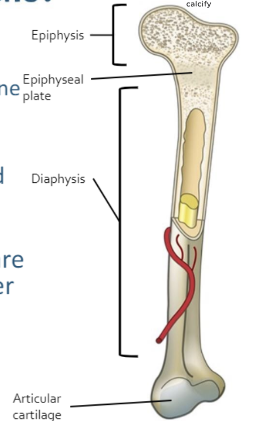 <p>shaft, long part of bone </p>