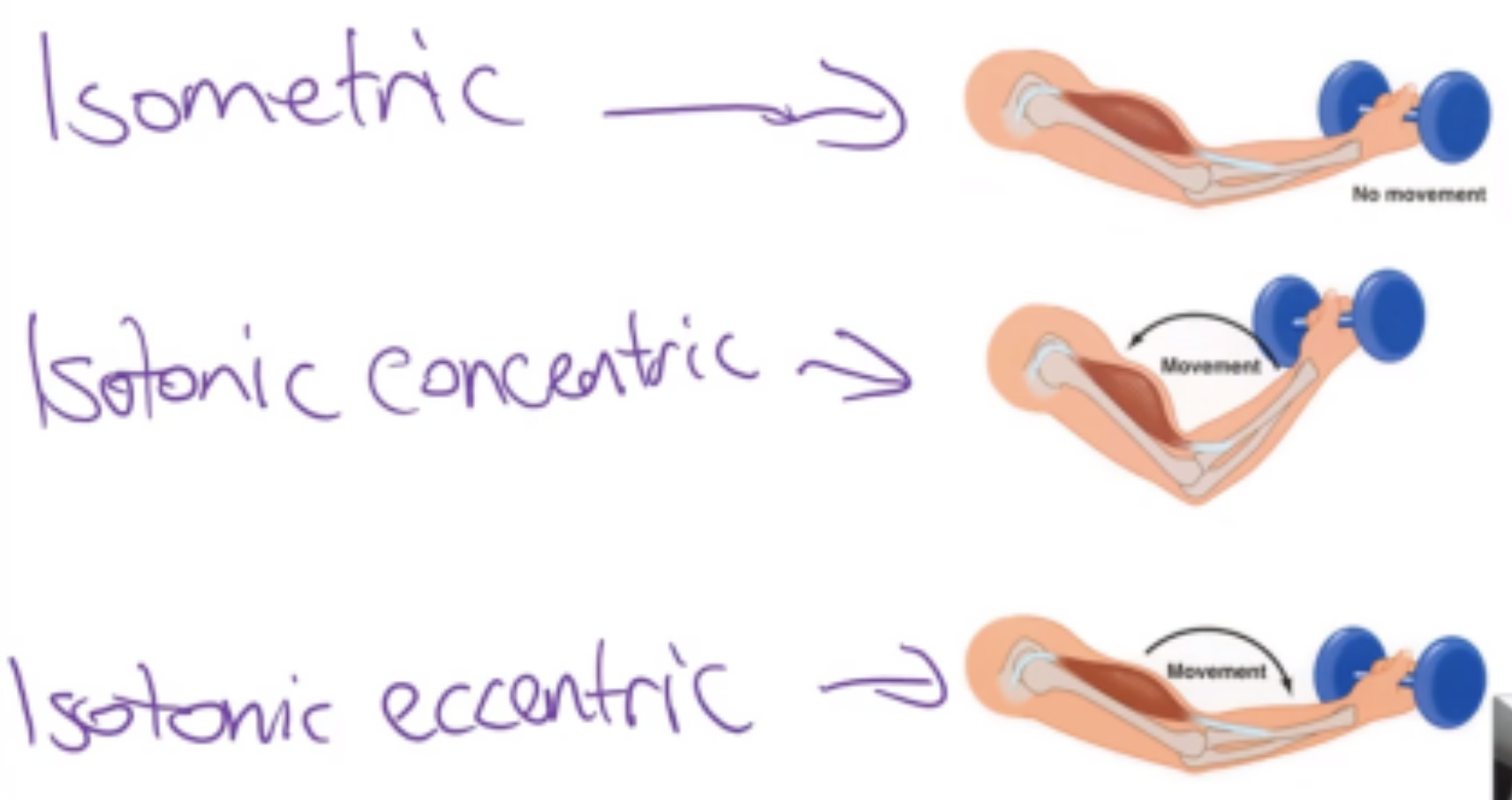 <ul><li><p><strong>Isometric activation</strong> - the muscle stays the same length as it activates</p></li><li><p><strong>Isotonic concentric activation</strong> - the muscle shortens as it is activating</p></li><li><p><strong>Isotonic eccentric activation</strong> - the muscle lengthens as it is activating&nbsp;</p></li></ul><p></p>