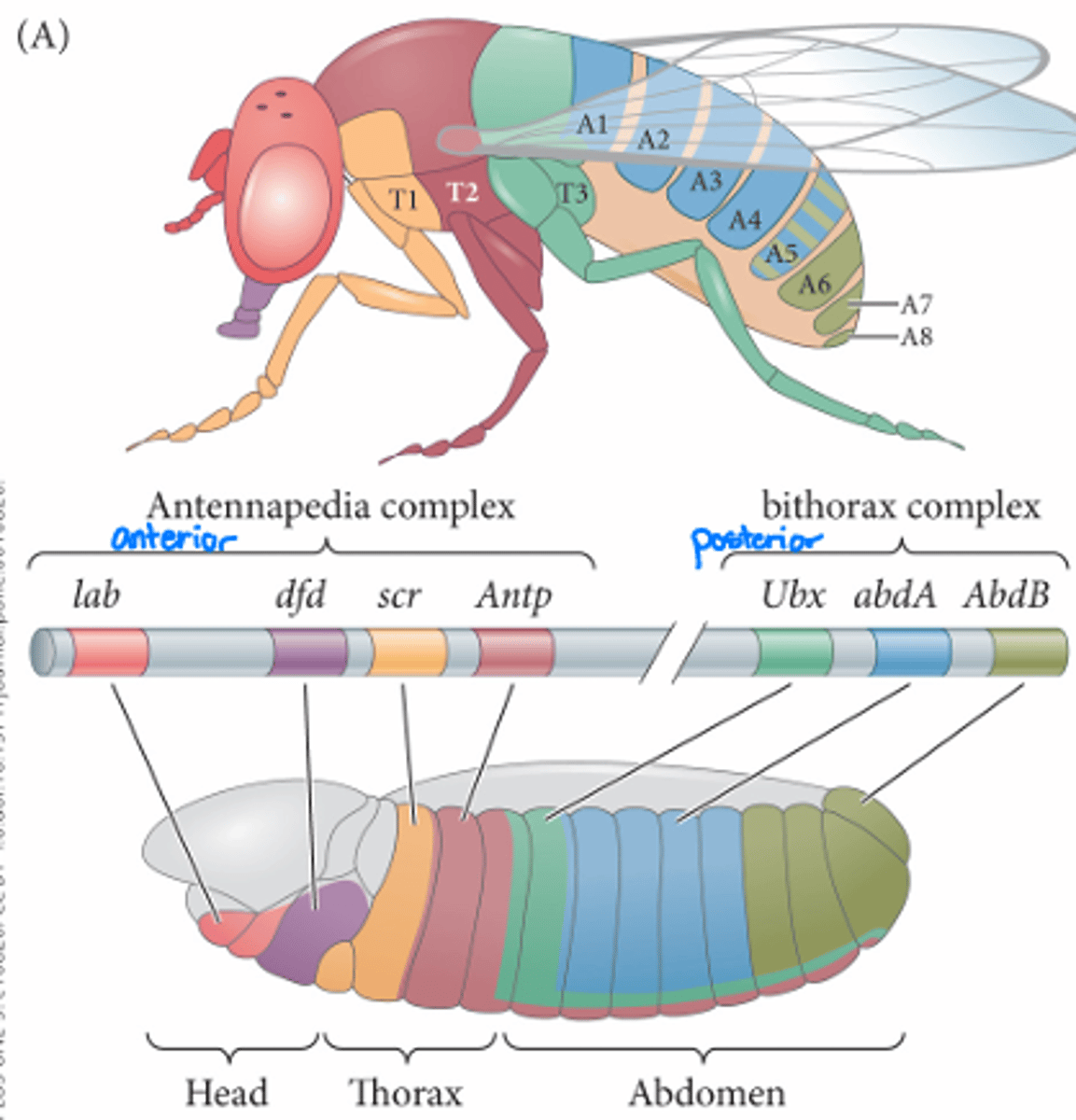 <p>Drosophila</p>