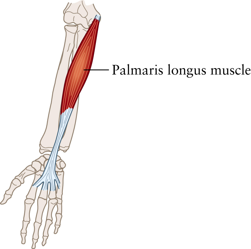 <p><span>Flexes wrist; tenses palm skin.</span></p>