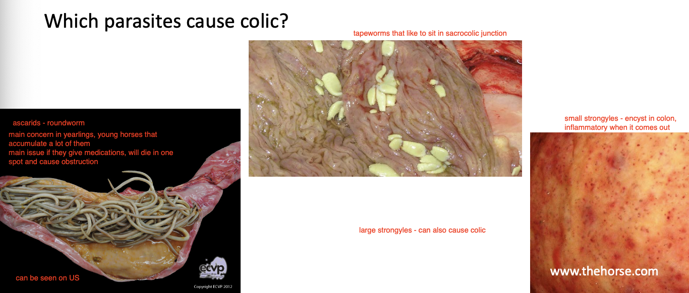 <p>-roundworms (ascarids- cause obstruction when dead)</p><p>-tapeworms</p><p>-small strongyles (encyst in colon)</p><p>-large strongyles</p>