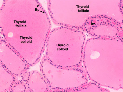 <p>the appearance of this epithelium varies in different segment of the unniferous tubules </p>