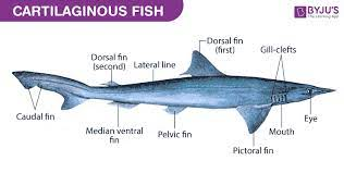 * 970+ species
* predominantly marine
* open gill slits
* dermal denticles
* asymmetric caudal fin
* pectoral fin perpendicular to body axis
* air filled liver for buoyancy 