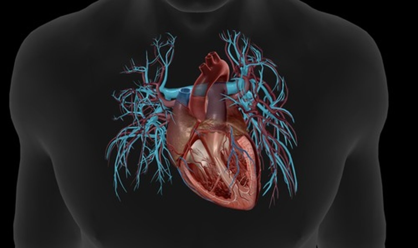 <p>carry deoxygenated blood out of the right ventricle and into the lungs (right and left)</p>