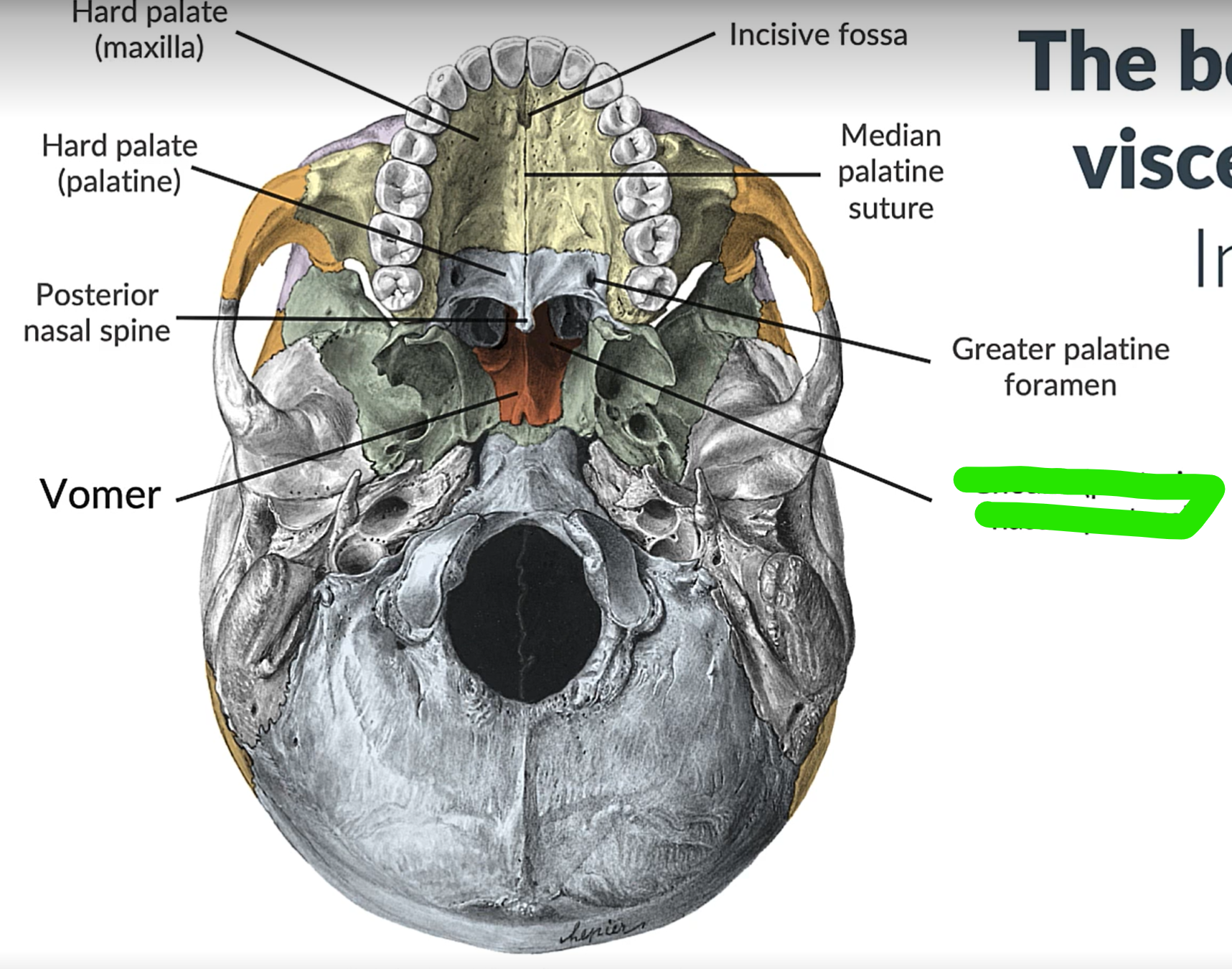 term image