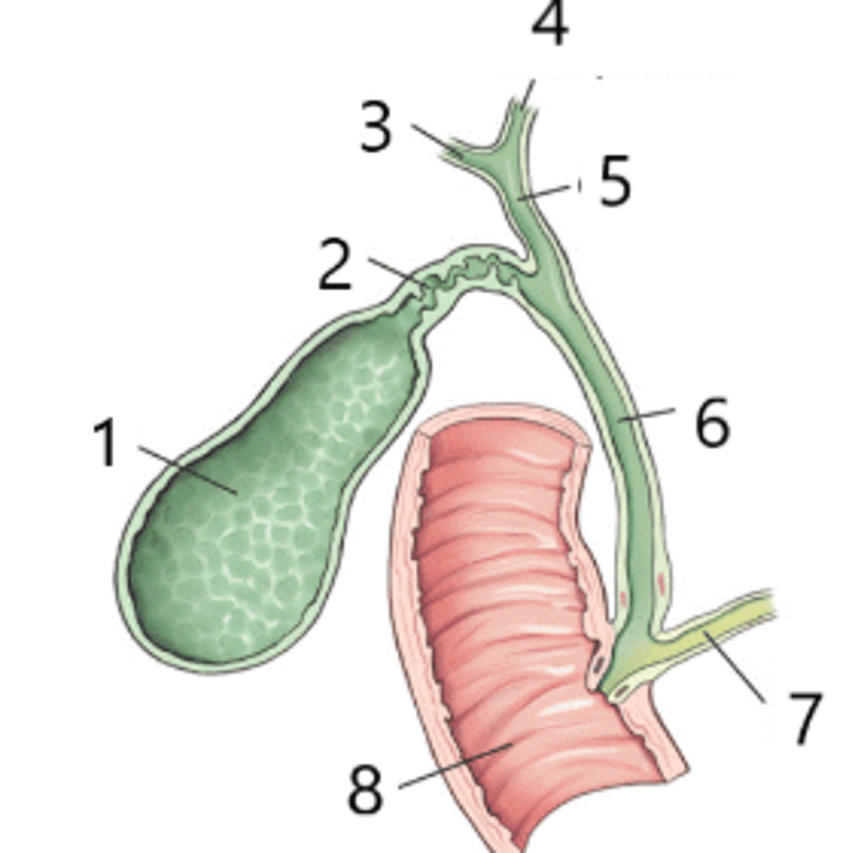 <p>What structure is identified by the number 4?</p>