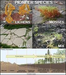 <p><strong>Pioneer Community/Species. </strong>Examples?</p>