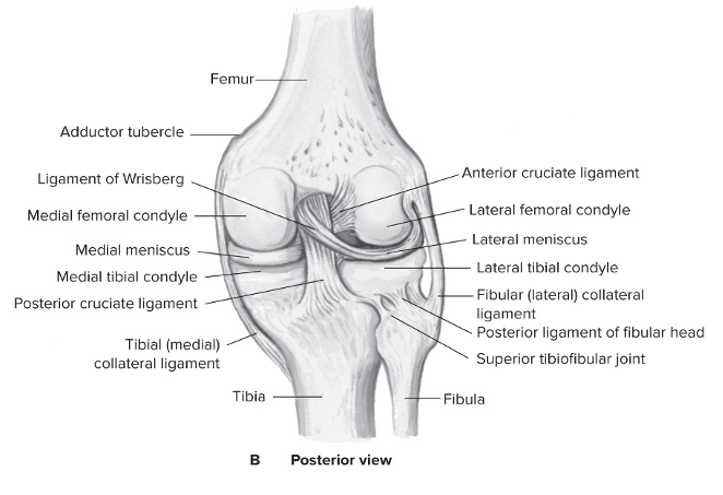 Tibiofemoral articulation (knee joint): type of joint + function 