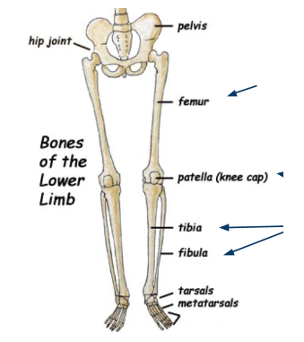 <p>What bone is this?</p>