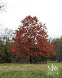 <p>Red Oak</p>