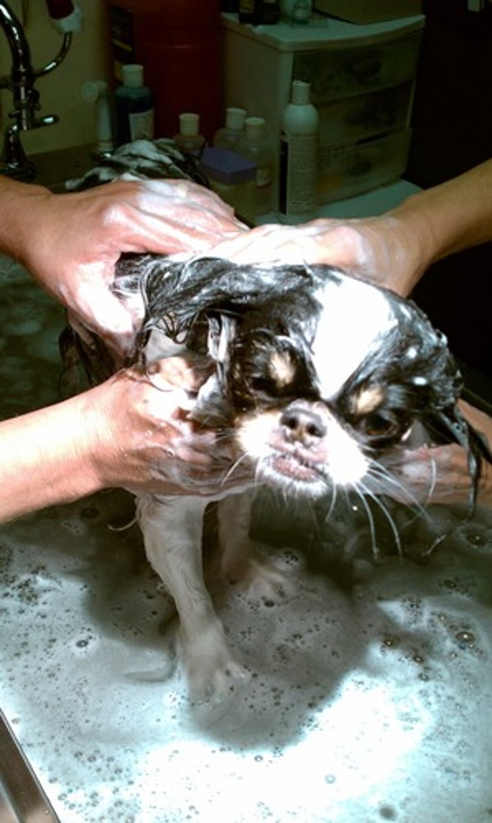 <p>wash / to bathe (the dog)</p>