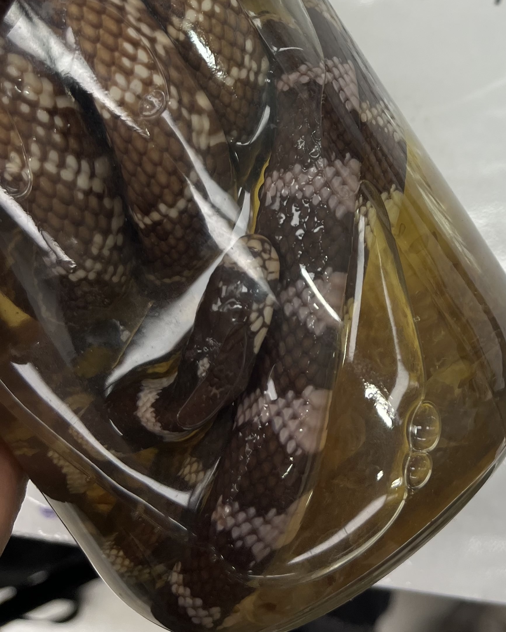 <ul><li><p>medium size</p></li><li><p>triangle shaped brown and black stripes</p></li><li><p>small head</p></li><li><p>belly mimics dorsal</p></li></ul><p></p>