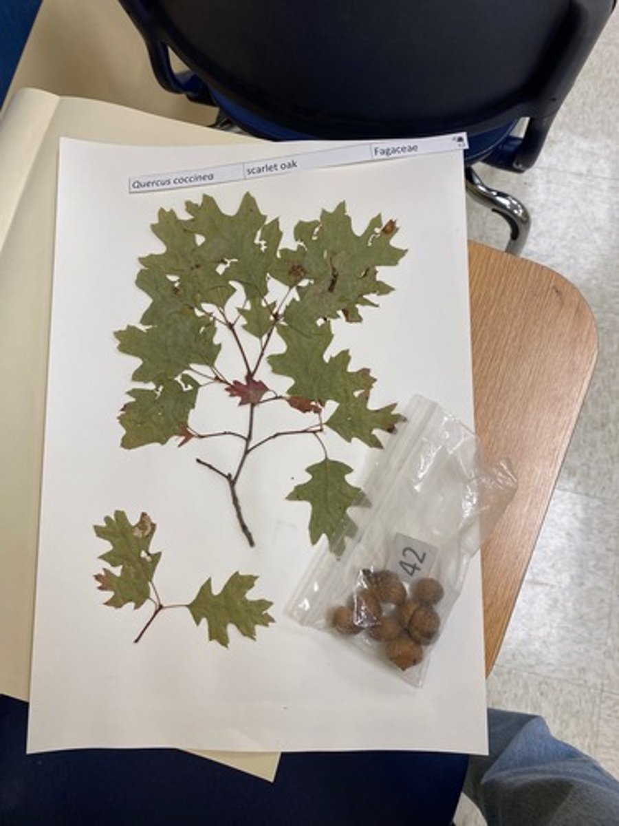 <p>Quercus coccinea (Fagaceae)</p>