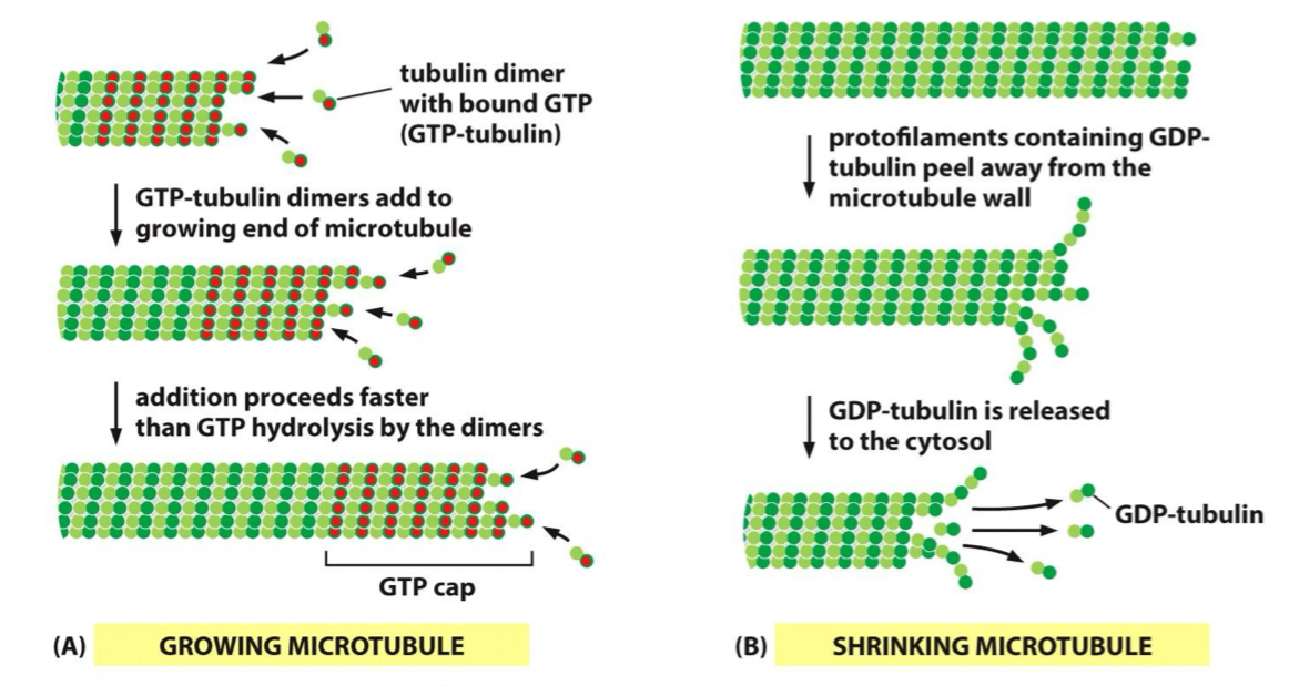 <p>GTP bound Subunits bind + add = form a <strong><em><u>GTP CAP </u></em></strong></p><ul><li><p>Hydrolysis comes from the back and travels towards the cap like a wave</p></li><li><p>If assembly is too slow, hydrolysis will catch up + reach the end = the GDP subunits will fall off</p></li></ul><p></p>