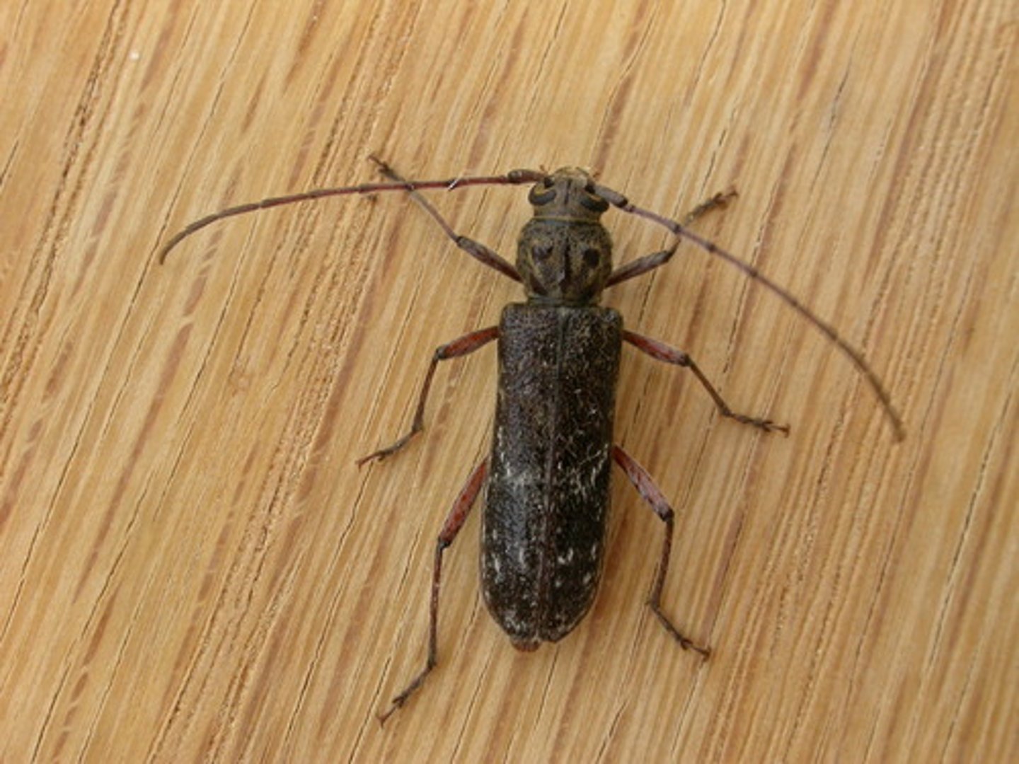 <p>Long cylindrical body, long back sweeping antennae, many mimic Hymenoptera, cosmopolitan, colorful, large femora, 5 seg tarsi, adults omnivores, some carnivorous, larvae: round headed borers, pale bodies, dark colored head, pest</p>