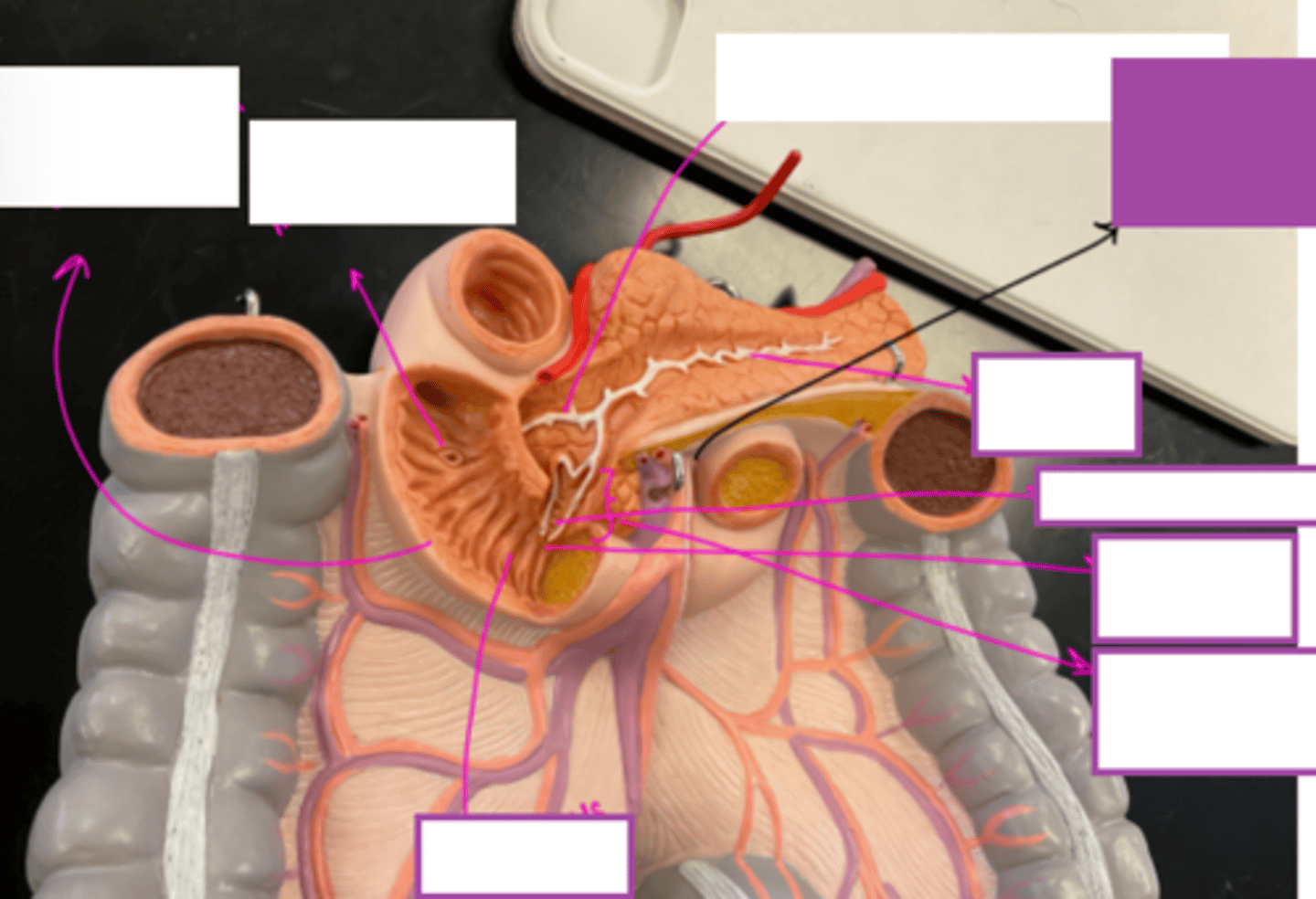 knowt flashcard image