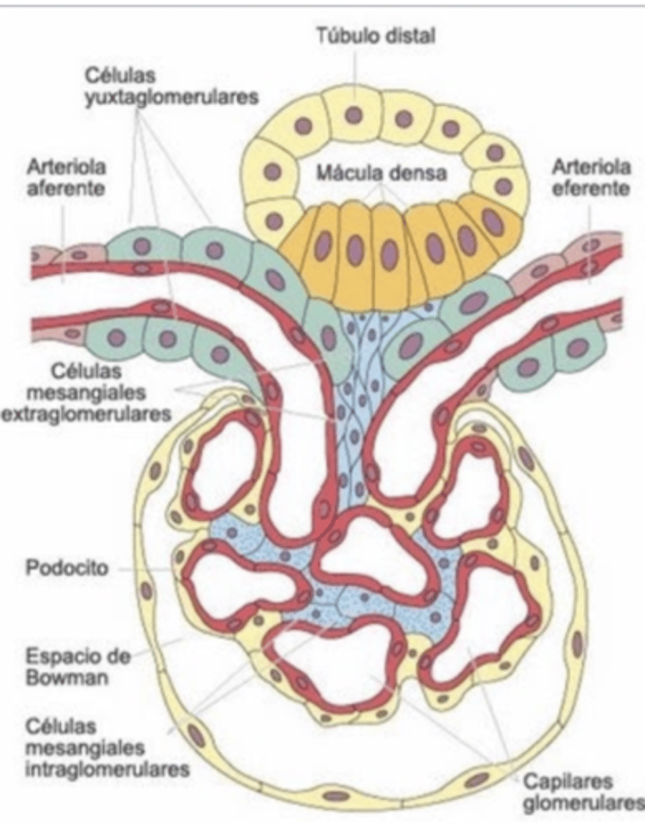 <p>capillary hydrostatic pressure- blood enters through the afferent arteriole and exits via the efferent tubule. the hydrostatic pressure ↓ when the afferent tubule constricts. the hydrostatic pressure ↑ when the efferent tubule constricts. this is controlled by the juxtoglomerular apparatus</p><p>bowman's space fluid oncotic pressue</p>