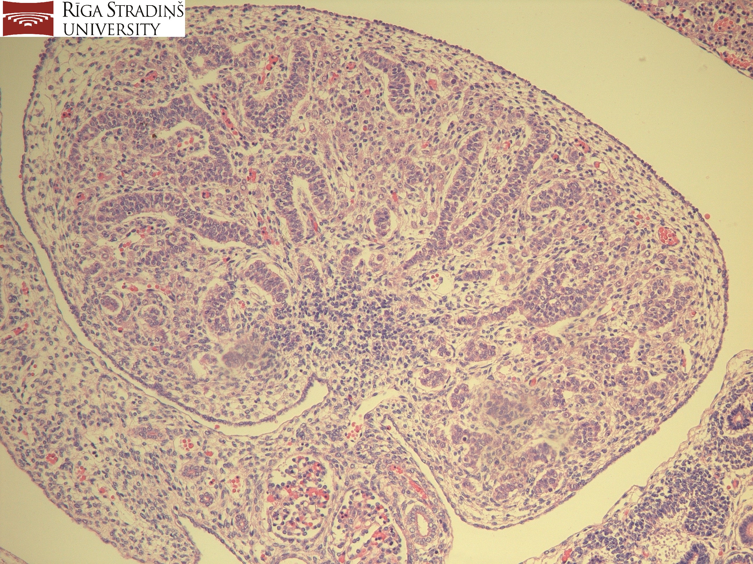 <p>name of slide in Development of Vertebral Column Sagittal Section</p>