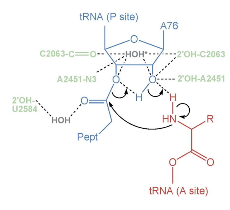<p>The rRNA stabilizes the deprotonated alpha amino group (NH2 instead of the NH3+ common at neutral pH). The orientation facilitates nucleophilic attack of alpha amine to ester linkage, forming a peptide bond with the carboxyl group of the previous amino acid.</p><p></p>
