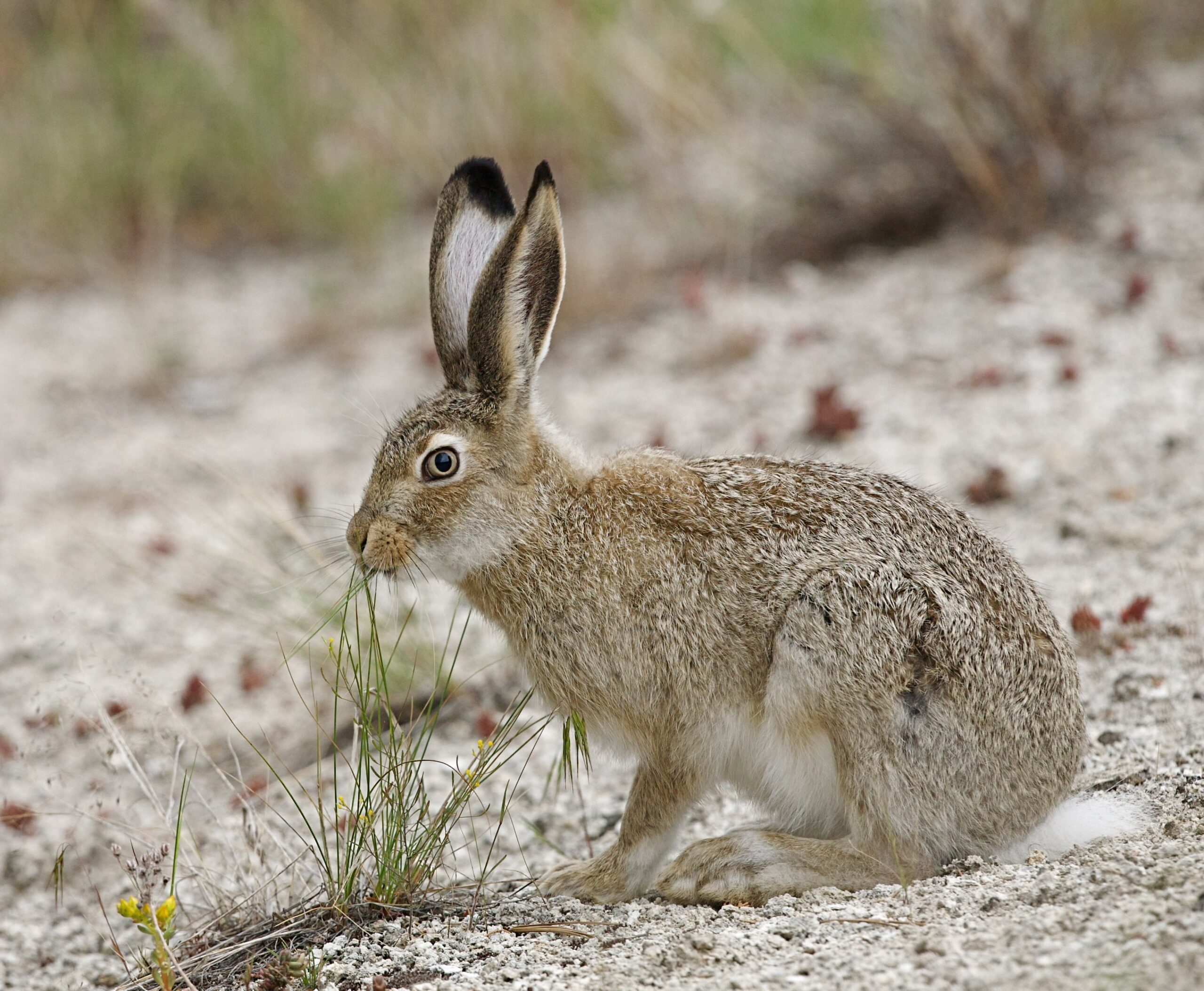 <p>White-tailed Jackrabbit</p>