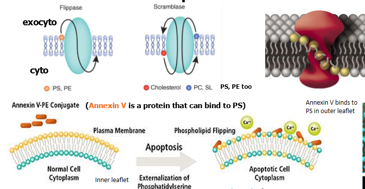 <ul><li><p>in healthy cells, PS is localized to the inner leaflet of the PM by a flippase</p></li><li><p><strong>scramblase </strong>is off </p></li><li><p>apoptosis - PS flippase is inhibited, while scramblase is activated, so PS becomes exposed on cell surface </p></li><li><p>PS on the cell surface functions as a cellular “Eat Me” signal </p></li></ul><p></p>