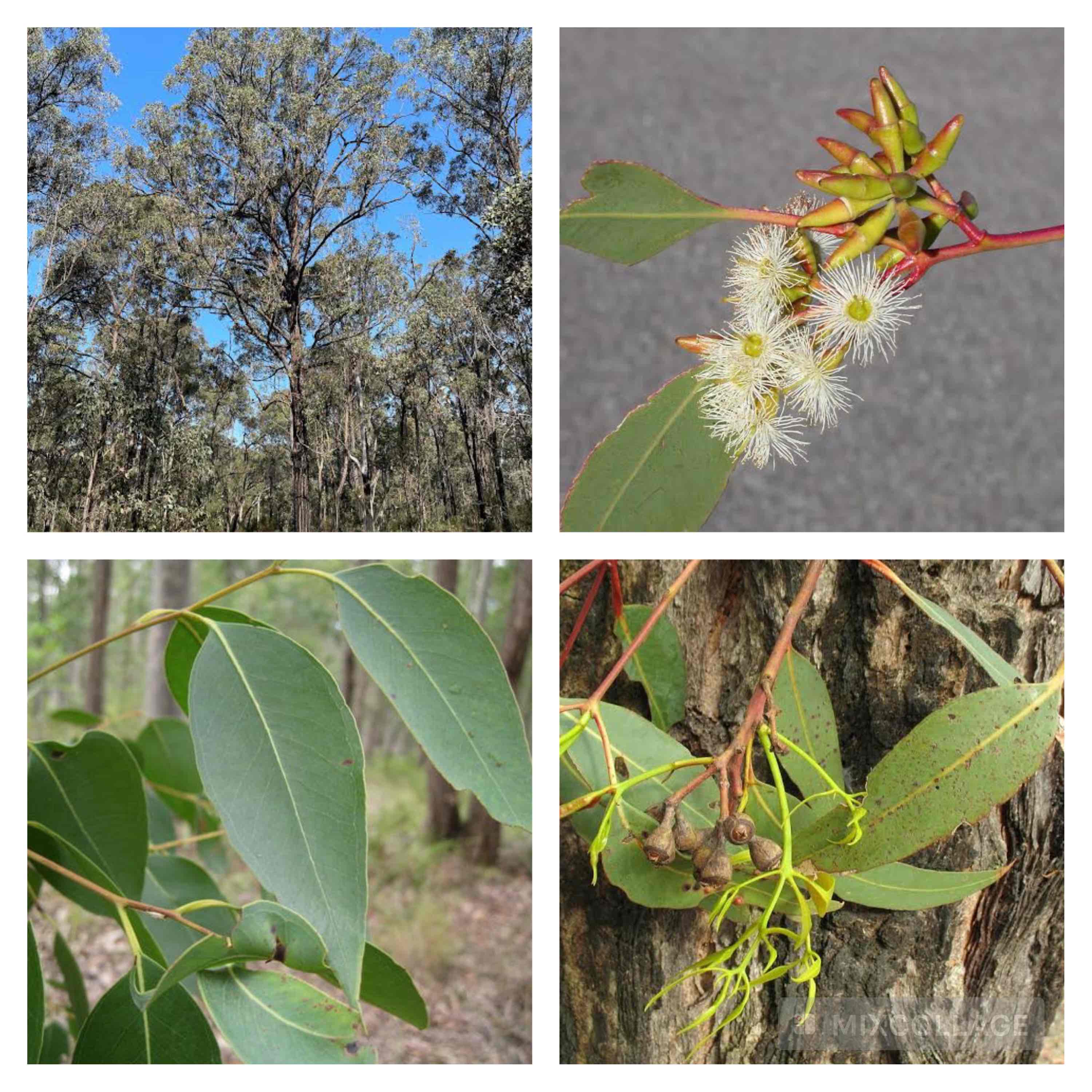 <p>Broad leaved red ironbark</p>