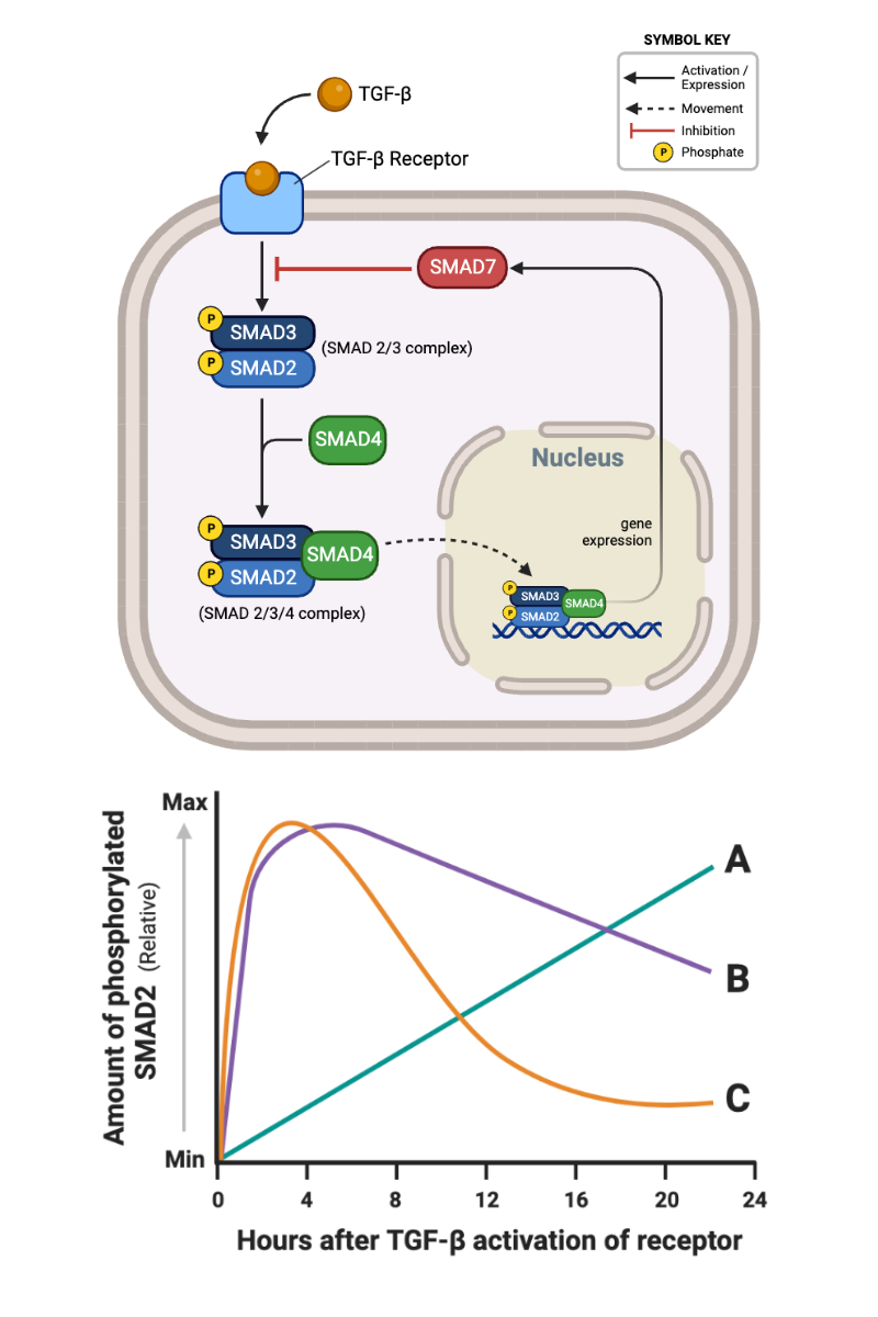 <p>Which relationship would describe the phosphorylation of SMAD2 if gene expression were partially inhibited by a drug?</p><ul><li><p><span>a. Relationship A</span></p></li><li><p><span>b. Relationship B</span></p></li><li><p><span>c. Relationship C</span></p></li></ul><p></p>